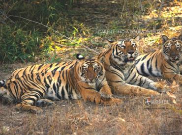 Bandhavgarh National Park Travel info and tour packages