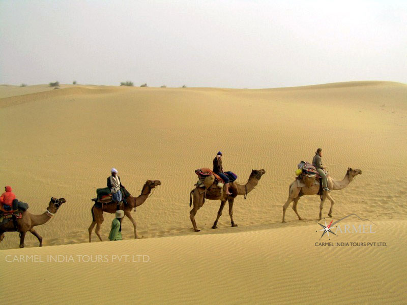 travel package bikaner camel safari