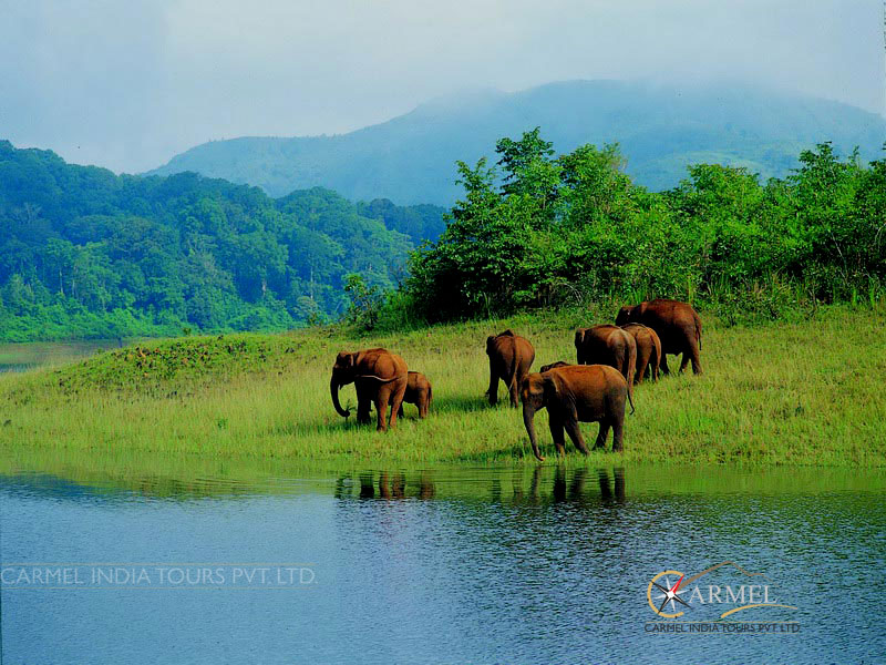 Periyar national park,  Thekkady Tour and Travel Info