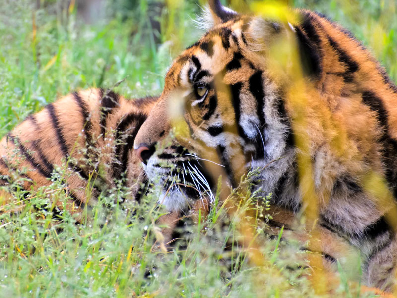 Bandhavgarh Tiger Safari