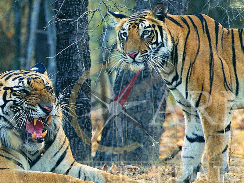 Tiger Safari - India wild life tour Bandhavgarh Tiger Reserve, Ranthambore National Park and Tiger Reserve