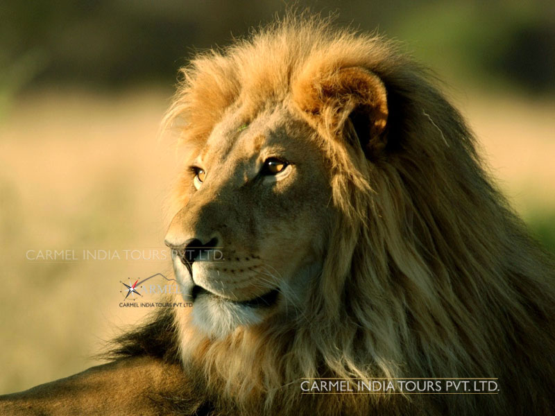 Lion Safari, Sasan Gir gujarat tour package