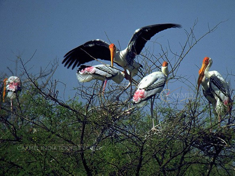 Bird Watching Tour Bharatpur Bird Sanctuary