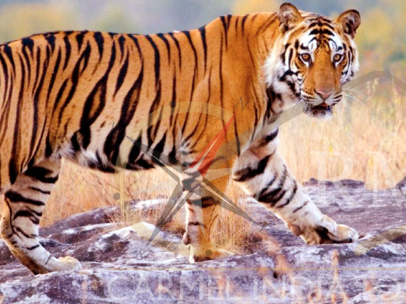 Tiger Safari Kanha Tiger Reserve