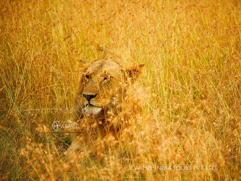 Lion Safari, Sasan Gir, Gujarat, INDIA