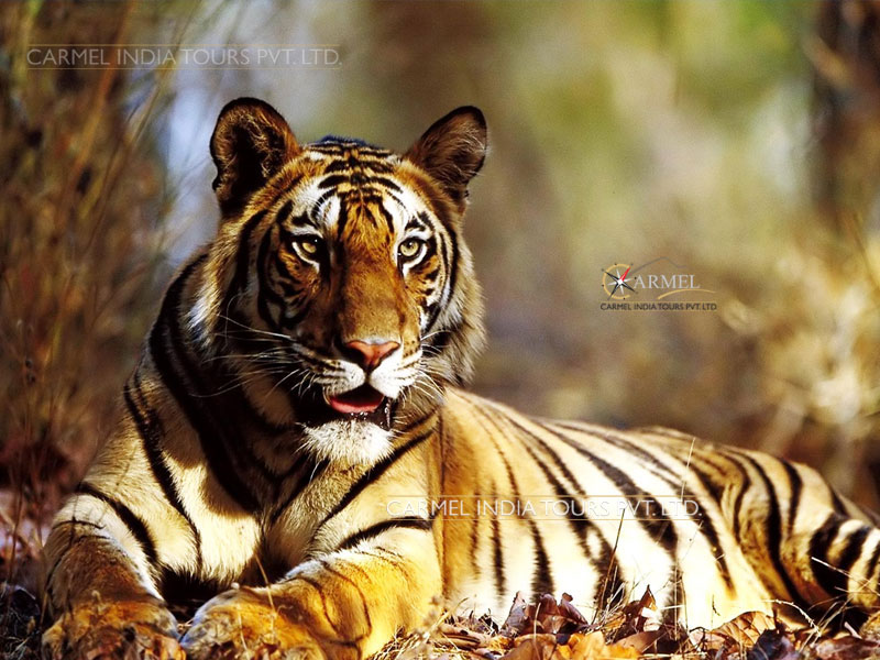 Ranthambore National Park tour package