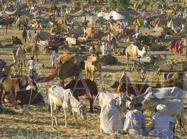 Visit Pushkar Camel Fair