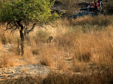 Tiger Safari Ranthambore national park and Tiger Reserve