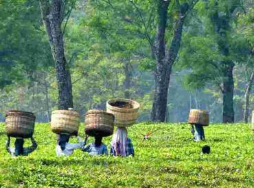 Tea Plantation, Tea Garden, Assam