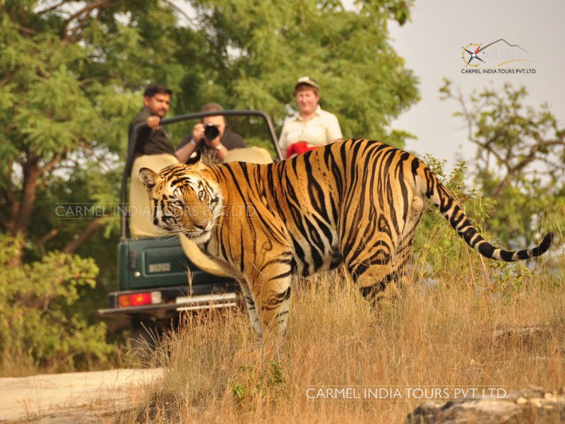 corbett wildlife safari